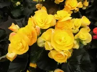Bilda066.webp