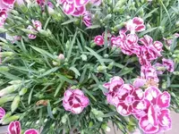 Bilda041.webp