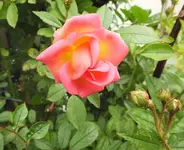 DSCF1662 (3).webp
