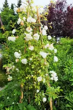 DSCF1658 (2).webp
