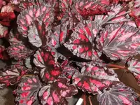 Bilda073.webp