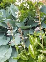 DSCN2688.webp