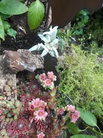 DSCN2722.jpg