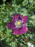 DSCN2710.webp