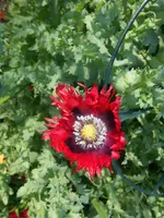 DSCN2709.webp DSCN2709.webp