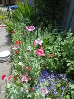 DSCN2715.jpg