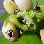 _auf der bohnenblüte_.webp _auf der bohnenblüte_.webp