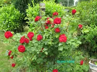IMG_1088.jpg