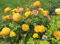 IMG_1101.webp