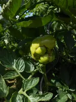 DSCN2729Marmande.webp