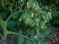 DSCN2734Ildy.webp