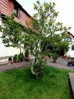 Magnolie bei Erik_skizziert.webp