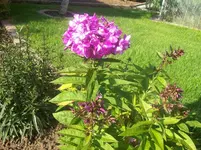 08 Phlox.webp