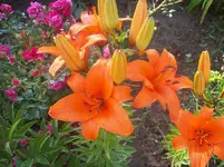02 Lilie.webp