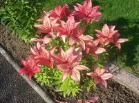 03 Lilie.webp
