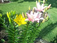 04 Lilie.webp
