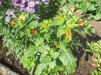 09 Wunderblume.webp
