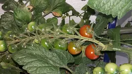 20150627_081539[1].jpg