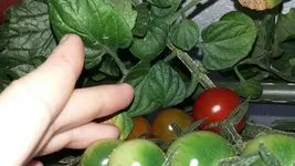 20150627_081555[1].webp