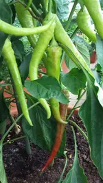 20150627_081653.webp