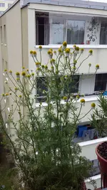 20150627_081729.webp