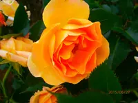 P6270476.webp