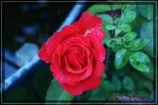 Beaute.webp