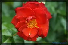 Brown Valvet (Macultra).webp