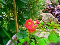 P6270484.webp