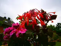 P6270487.webp