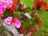 P6270488.webp