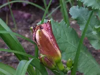DSCF3892.webp
