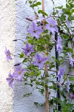 DSC_0266.webp