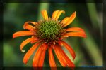 comp_DSC03864.jpg