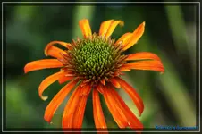comp_DSC03864.webp
