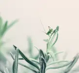 mini_grasshopper_p.webp