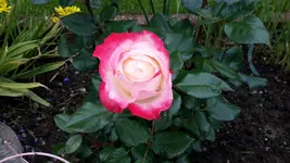20150628_105218.webp