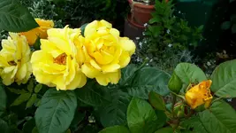 20150628_110331.webp