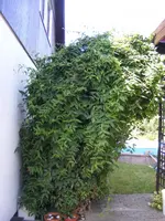 Lonicera.webp