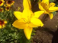05 Lilie.webp