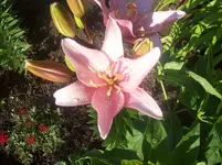 06 Lplie.webp