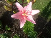 07 Lilie.webp
