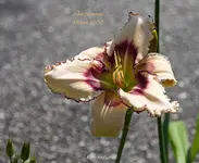 IMG_0461.webp