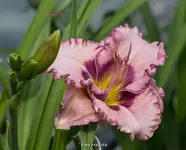 IMG_0514.webp