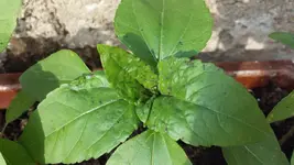 20150617_184711[1].webp