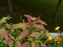P1570228.webp