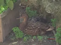 T_Stockenten Wildenten_E-Bombin_E-Bömble_außen__28.06.2015_mr.ditschy.webp