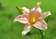 altrosa.webp