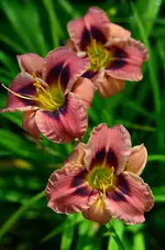 tanteyu12.webp
