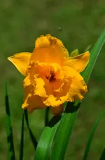 zella virginica.jpg